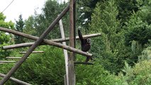 Blacky le gibbon à mains blanches du parc du Cerza