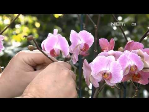 NET17 Pameran Anggrek Tahuna Digelar di Taman Botani New York