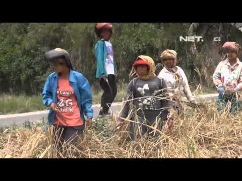 NET17 Petani Sinabung Mulai Bersihkan Lahan Pertanian