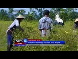 NET12 - Hama cacar kulit menyerang ratusan hektar tanaman cabai di Banyuwangi