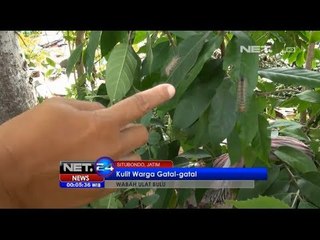 NET24 - Wabah Ulat Bulu