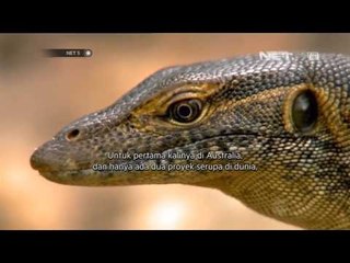 NET5 - Bank sperma untuk lestarikan Goana di Australia