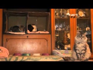 NET12 - Tinggal bersama 55 ekor kucing