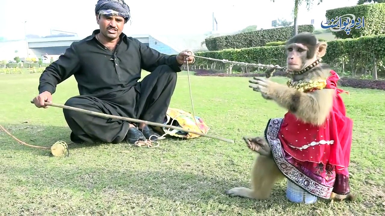 Bandar Aur Bakri Ka Tamasha (Street Monkey and Goat Show)