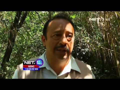 NET12 Penentuan Nama Bayi Kudanil di Kebun Binatang Meksiko Dilakukan Via Voting Internet