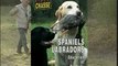 Spaniels Labradors