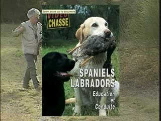 Spaniels Labradors