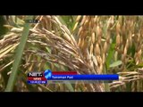 NET12 - Hama penggerek batang merusak tanaman padi di Sumenep