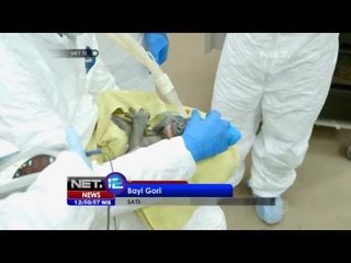 NET12 - Bayi Gorila menderita Pneumonia