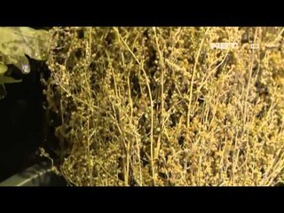 NET12-Sauna Tradisional Sambil Dicambuk Daun