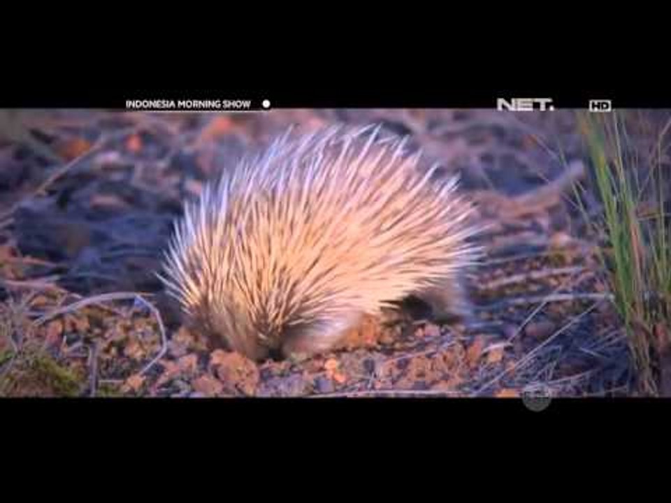 IMS - Destinasi Cairns Australia