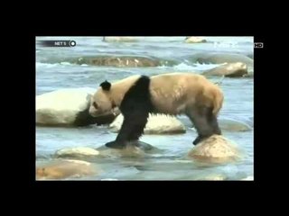 NET5 - Panda raksasa ke pemukiman warga