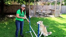 HUSKIES LIKE TO JUMP | Teach your dog Agility | Dog Training