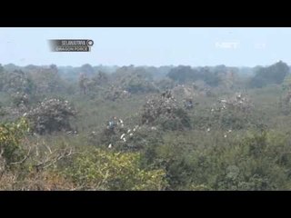 NET12 - Suaka burung di Kamboja