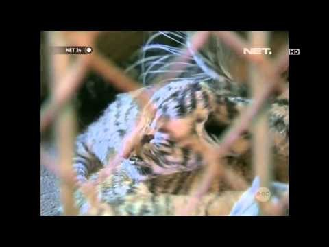 NET24-Empat Harimau Siberia Lahir di Kebun Binatang Cina