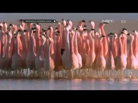 IMS-Ragam Wisata Unik di Senegal