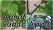 Growing Sugar Apple (Sweetsop) in a Container - Terrace Garden