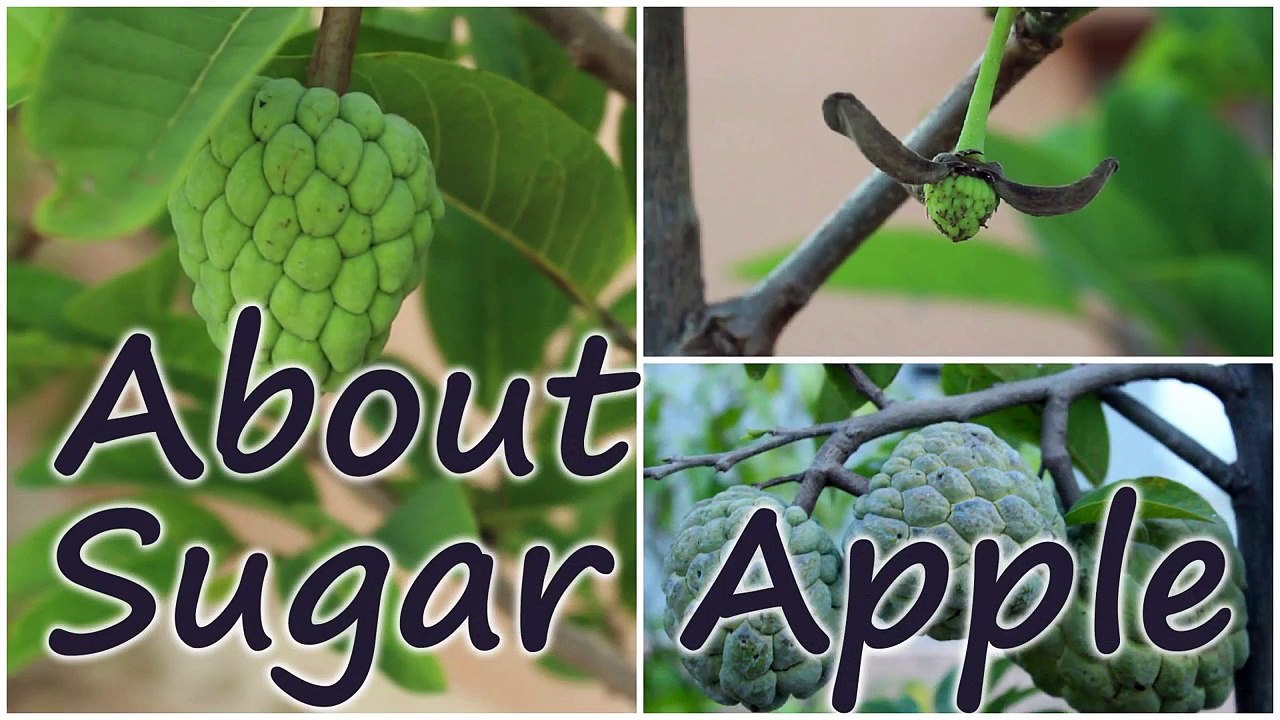 Growing Sugar Apple (Sweetsop) in a Container - Terrace Garden