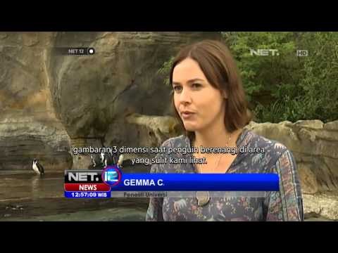 NET12 - Tim peneliti di Kebun Binatang Taronga Sidney Australia mencari rahasia kehidupan pinguin
