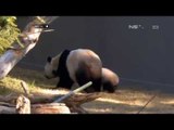 NET24-Bayi Panda Raksasa Bao-bao Diperkenalkan di Kebun Binatang Washington DC
