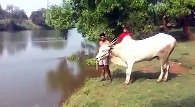 Una mucca prova ad insegnare ad un uomo a nuotare