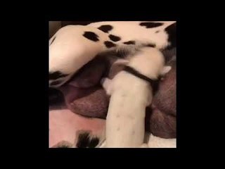 Puppy Jams Out While Suckling