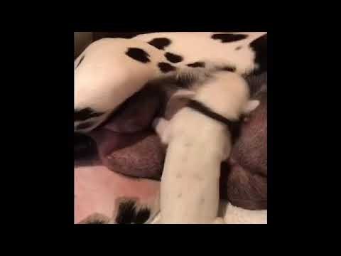 Puppy Jams Out While Suckling