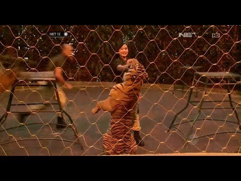 NET12 - Yana Mau Nanya - Bagaimana sisi feminim mampu luluhkan sisi liar si Raja Hutan