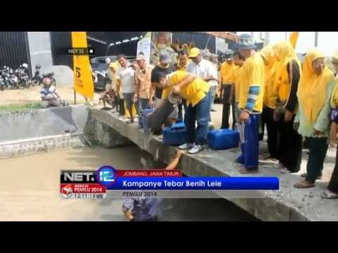 NET12 - Kampanye terakhir Caleg di Jombang dengan menebar benih lele