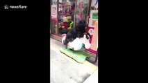 Dog rides rocking horse in China