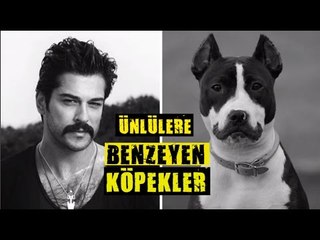 ÜNLÜLERE BENZEYEN KARİZMATİK KÖPEKLER