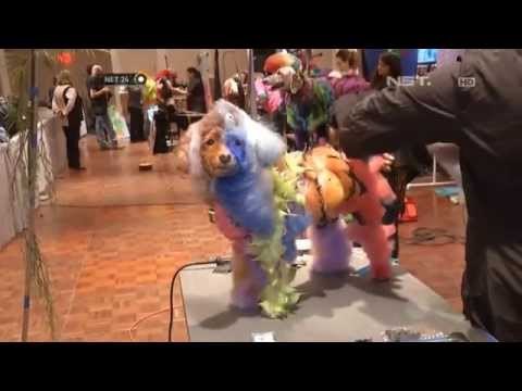 NET24-Kontes Unik bagi Para Groomer Anjing dan Kucing di Amerika