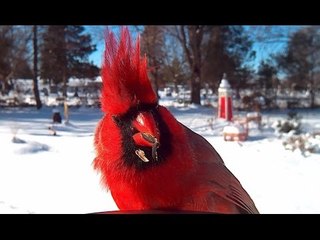 BESLEDİĞİ KUŞLARI YAKINDAN ÇEKEN KIZ