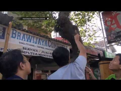 IMS - Puluhan aktivis lingkungan di Malang gelar aksi cabut paku untuk peringati Hari Bumi