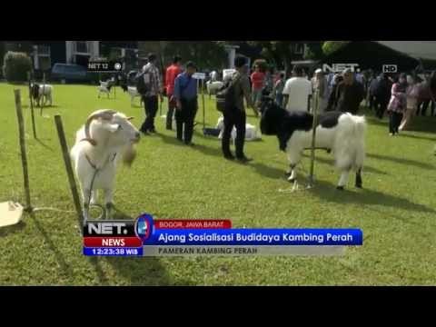 NET12 - Puluhan kambing perah dipamerkan dalam ajang sosialisasi budidaya kambing di Depok