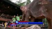 NET12-Taman Safari Indonesia Dipadati Pengunjung pada Libur Paskah