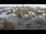 NET JATIM - Akibat cuaca buruk petani rumput laut di Pamekasan merugi