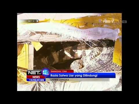 NET12 - Buaya Siam yang Terancam Punah Ditemukan di Sebuah Mobil di Shanghai