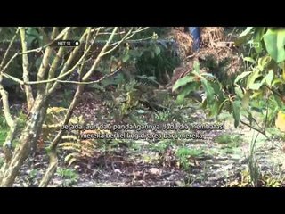 NET12 - Bayi harimau Sumatra lahir di Inggris