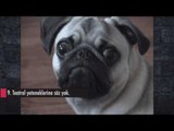 KÖPEKLERİN EN KOMİK ve İLGİNÇ ANLARI