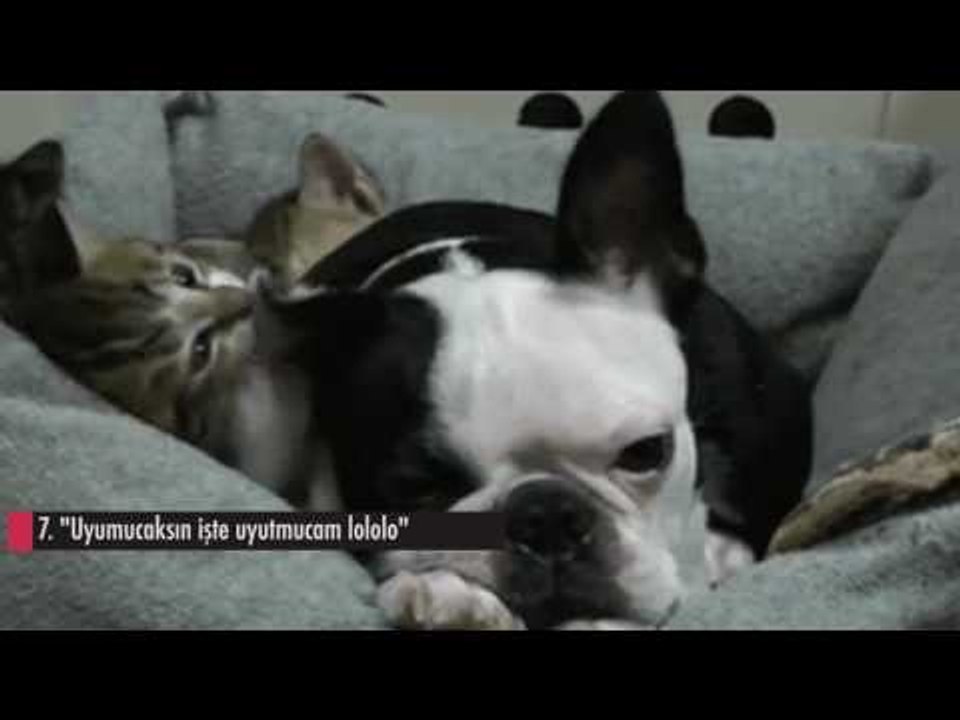 KEDİ KÖPEK KAVGASI   CAZGIR KEDİLER!