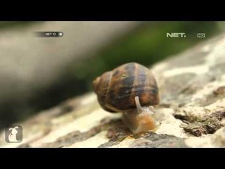 NET12 Fakta yang Memikat Hati pada Hewan Lamban