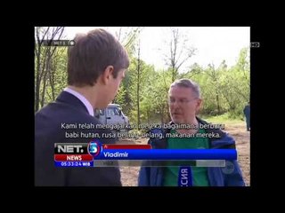 NET5 Putin Peduli Binatang Langka Harimau Siberia