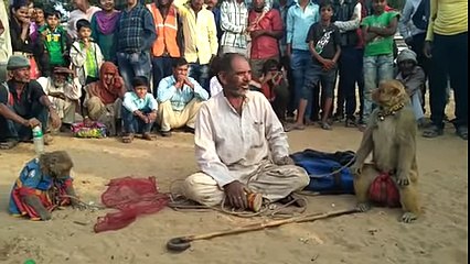 Haryanvi Bandar Bandriya Ka Khel  Funny Video