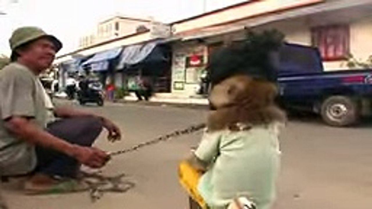 Jakarta Monkey Tour Topeng Monyet