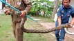 Un python de 4 mètres découvert dans une machine à laver