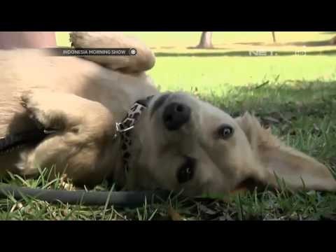 IMS - Profesi fotografer hewan