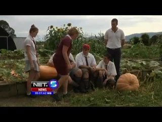 NET5 - Kompetisi labu raksasa Australia