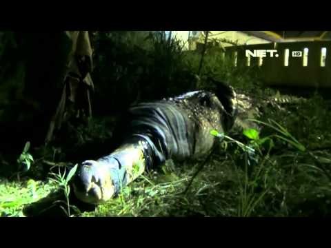 NET5 - Buaya Liar Masuk Desa