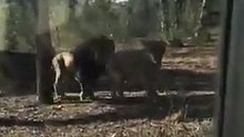 Leões dão Show no Zoo